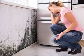  , USA Mold Removal Pros